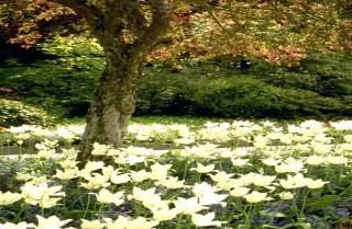 Field white flowers tree bench - impressionist painting free wallpaper