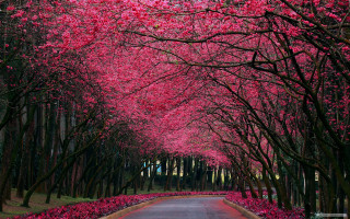 Pink flowers road autumn leaves - the road free wallpaper
