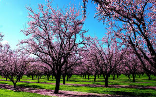 Field trees pink flowers path - free spring wallpaper for desktop