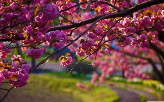 Tree pink flowers park path - a park free wallpaper