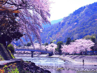 Man riverbank bridge cherryblossoms mountain - cherry blossom free wallpaper