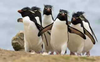 Penguins beach ocean beaks open - punk free wallpaper