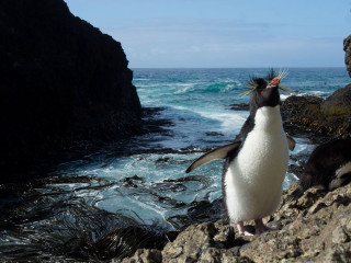 Penguin standing rock ocean foreground - a penguin free wallpaper