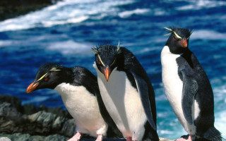Three penguins rock ocean beaks - three penguin free wallpaper