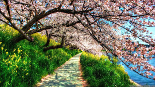 Flowered path pond sky bridge - free spring wallpaper