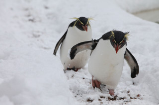 Two penguins walking snow beaks - one penguin free wallpaper