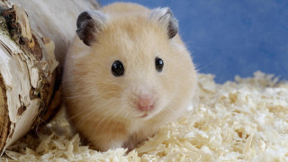 Hamster wood shavings looking camera - clovis trouille free wallpaper for desktop