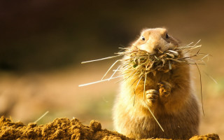 Chippy surrealist rodent eating grass - a surrealist sculpture free wallpaper