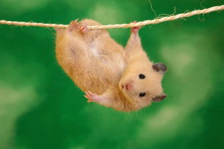 Hamster hanging upside down rope - down free wallpaper