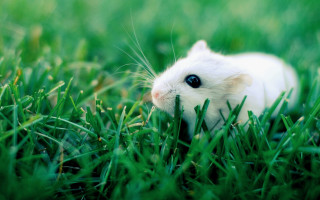 White hamster grass curious looking - a curious look free wallpaper