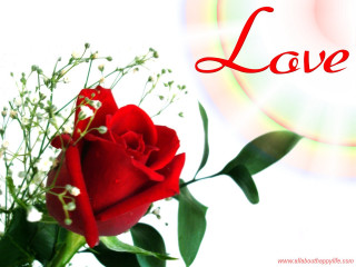 Red rose white stem green - a green stem free wallpaper for desktop