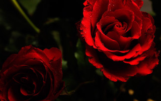 Gothic red roses water droplets - two red rose free wallpaper