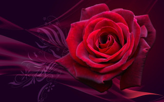 Red rose purple background swirly - a white swirl free wallpaper for desktop