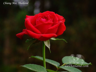Red rose green stem dark 3 - a green stem free wallpaper for desktop