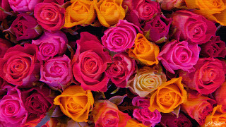 Colorful roses pattern wallpaper black - a wallpaper background free wallpaper