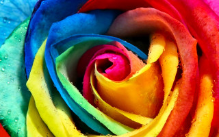 Rainbow rose water droplets macro - petal free wallpaper