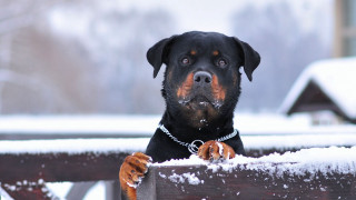 Dog looking over fence snow - in the snow free wallpaper