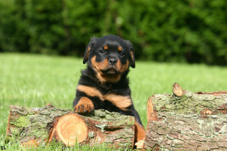 Puppy sitting log grass tree - a puppy free wallpaper