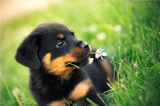 Puppy smelling flower blurry background - a puppy free wallpaper