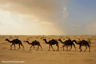 Camels desert cloudy sky rainbow - a rainbow in the background free wallpaper