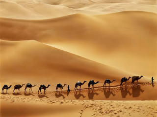 Camels desert landscape sand dunes - sand free wallpaper