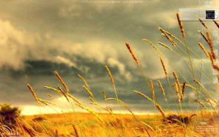 Tall grass cloudy sky open - a window open free wallpaper for desktop