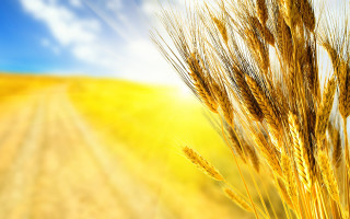 Wheat field blue sky sunbeam - heavy grain free wallpaper