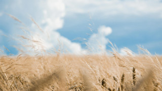 Wheat field blue sky clouds 10 - a field of wheat free wallpaper