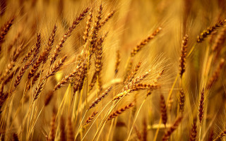 Wheat closeup blurry background stalks 2 - heavy free wallpaper