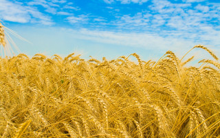 Wheat field blue sky clouds 6 - heavy grain free wallpaper for desktop