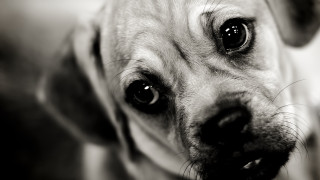Sad dog looking camera expressing - a sad look free wallpaper