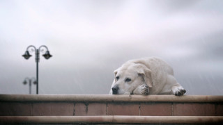 Dog laying ledge rain head - his paw free wallpaper