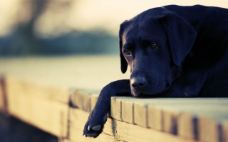 Black dog bench sad look - somber free wallpaper for desktop