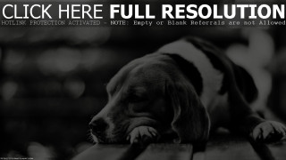 Dog laying wooden bench head - here full resolution free wallpaper