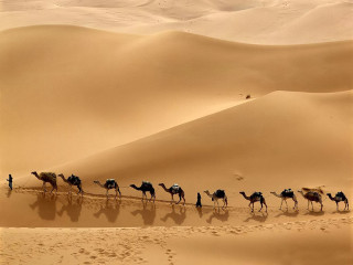 Camels desert sand dunes footprints - sand free wallpaper