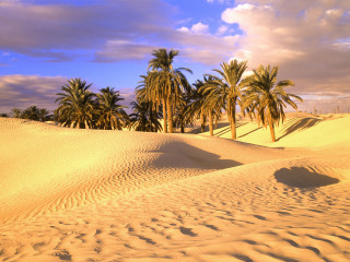 Sandy palm trees clouds background - egyptian art free wallpaper for desktop