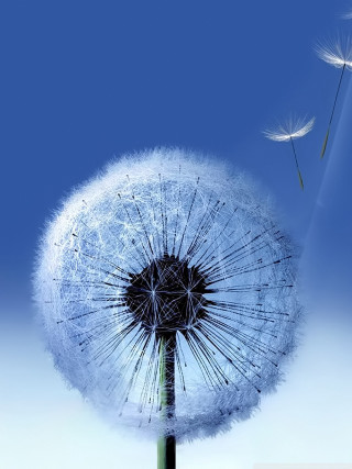 Dandelion blowing wind blue sky 15 - single free wallpaper for mobile