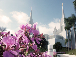 Purple flowers church steeple white - a white fence free wallpaper