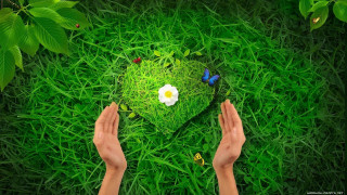 Person holding heart green grass - a green grass field free wallpaper