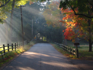 Road fence trees leaves light - radiant light free wallpaper