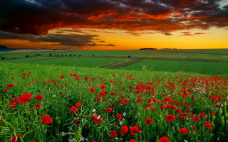 Red flowers cloudy sunset sky - under a cloudy sky free wallpaper