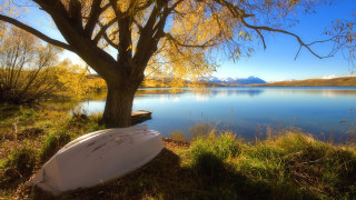 White surfboard lake shore tree - bob thompson free wallpaper for desktop