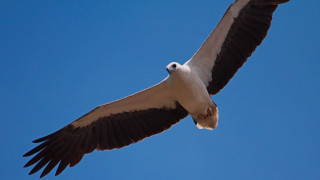 Eagle spread wings blue sky 2 - free bird wallpaper