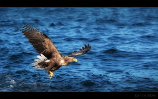 Bird flying ocean wings spread 2 - the ocean in the background free wallpaper