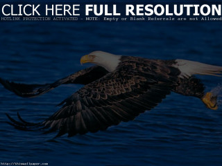 Bald eagle flying ocean landing - a caption below free wallpaper