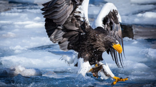 Large bird fish water ice - ice chunk free wallpaper