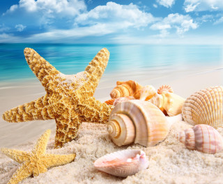 Starfish beach ocean blue sand - a blue sky and ocean in the background free wallpaper