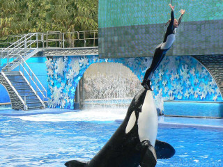 Man whale pool waterfall woman - free animals wallpaper