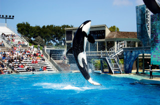 Orca jumping show crowd black - the air in front free wallpaper