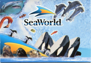 Animals surfboard seaworld dolphins group - a mosaic free wallpaper